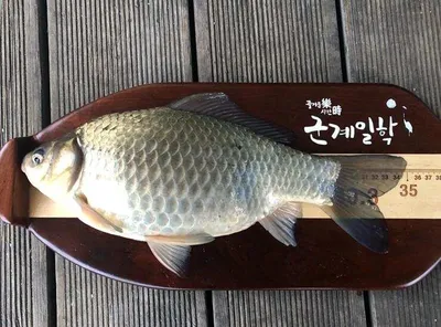 마릿수의 붕어들-고삼지