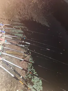 진위천 평택호 남양만 조황 소식