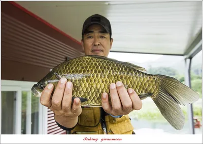 솔 4 짜..돌감..화곡지 대물 조황..