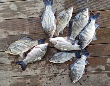 [고삼지] 얼마 남지 않았습니다