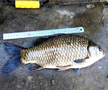 한풀꺽인 더위-8월중순의 조황안내 입니다.