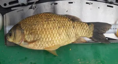 고삼지---노지에서의 4짜