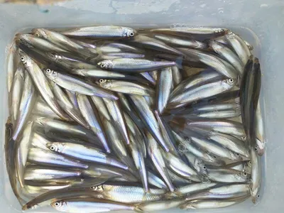 씨알 좋은 빙어들===장계지