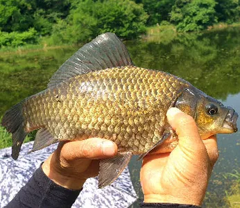 여름시즌의 시작-갈수기에 드리는 조황안내 입니다.