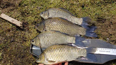 경북중부권 조황