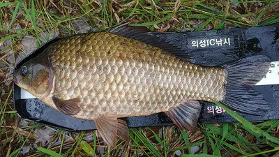 경북북부권 조황입니다 ~