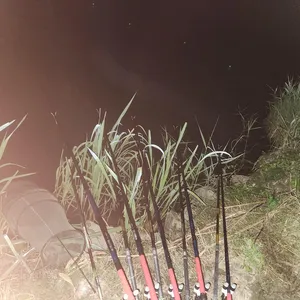 진위천 조황 소식