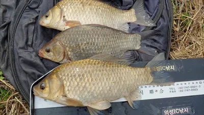 경북북부권 월척마릿수 조황~