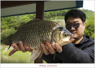 사오리 40 cm..38 cm..솔 40 cm 대물 조황..