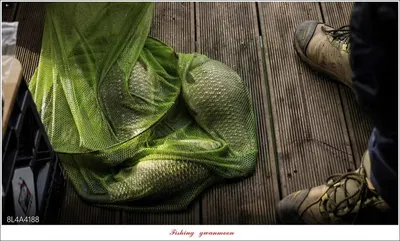 제일 낚시터 마릿수 월척 조황..