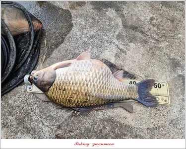 용원지 5 짜 인증 취재..