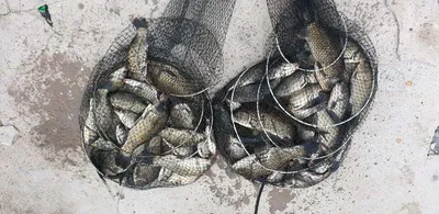 [두창지] 쏘가리와 배스가 서식합니다