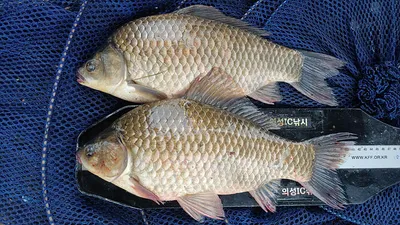 의성권 조황입니다 