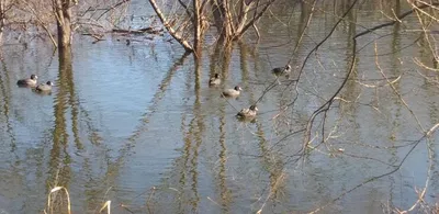 고삼,두창,사암지 상황