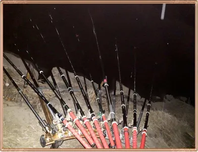  진위천 조황 소식