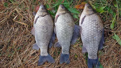 경북북부권 조황입니다 