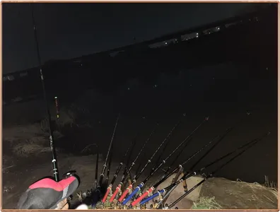 진위천 평택호 조황 