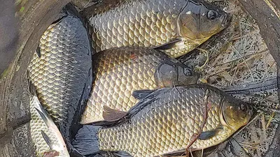 경북북부권 조황입니다 