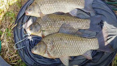 사짜와 대물들 ~