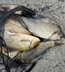 낚시하기 좋은계절- 가을 입니다.