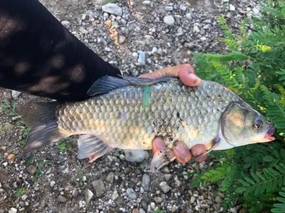 고삼지---노지의 대물들