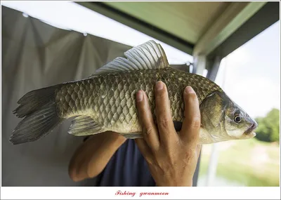 솔 4 짜 및 마릿수 월척 조황..