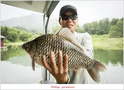 솔 혹부리 44 cm 대물 및 청풍호 치어방류..