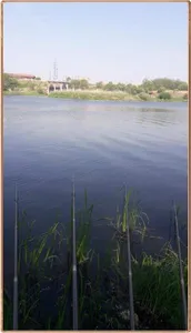 진위천 조황 소식