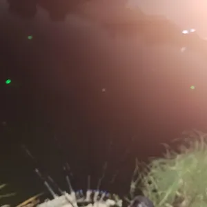 진위천 평택호 조황 