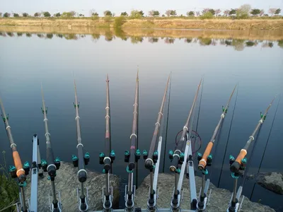 진위천 조황소식