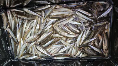 경북빙어얼음낚시 ~