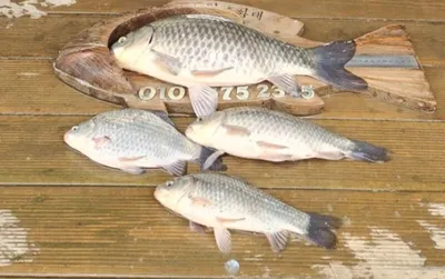 고삼지 붕어 소식