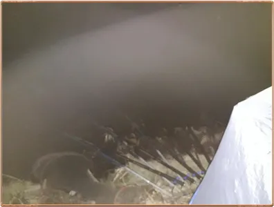 진위천 조황 소식