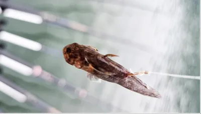 충주호 생미끼 낚시 및 화곡지 조황..