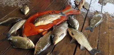 고삼지-노지에서 43cm