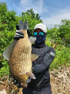 5차붕어와 허리급월척 마릿수