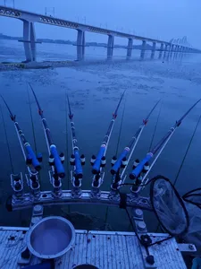 평택호 진위천 조황 소식