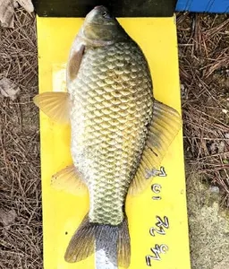 5월 중순에 드리는 조황안내 입니다.