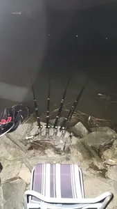 평택호 진위천 남양호 조황 소식