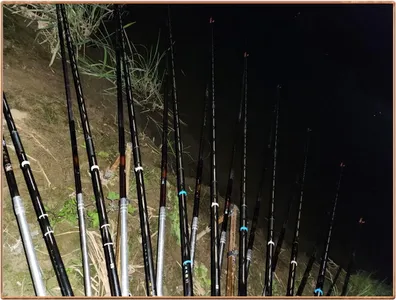 진위천 평택호 조황 