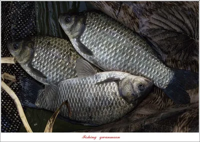 달천강 월척 조황..