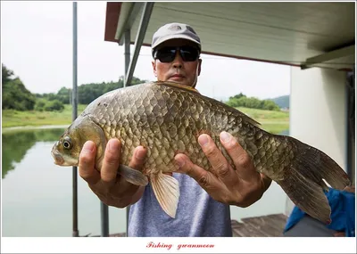 한버들 45.5 cm..솔 41.5 cm..제일 월척 조황..