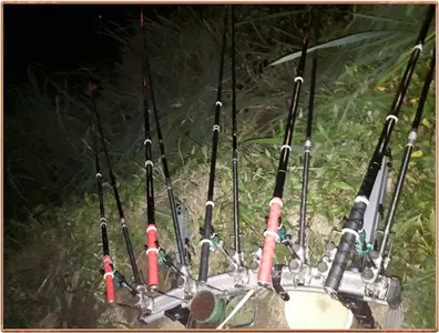 진위천 조황 소식