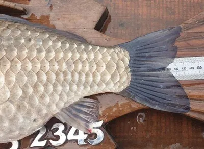 [고삼지] 노지와 좌대조황