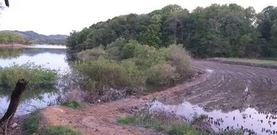 고삼지 노지 붕어들