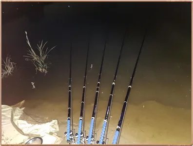 진위천 평택호 조황 