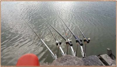 진위천 조황 소식