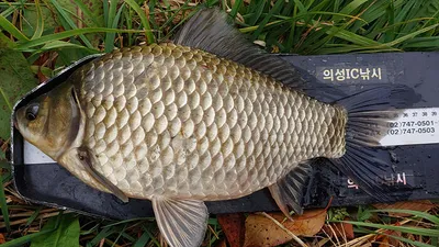 하루가 다르게 수초가 삭아내리는 경북북부권 ~