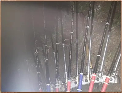 진위천 평택호 조황 