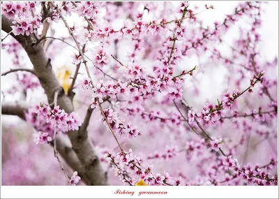 달천강 4 짜..화곡지 4 짜 대물 조황..